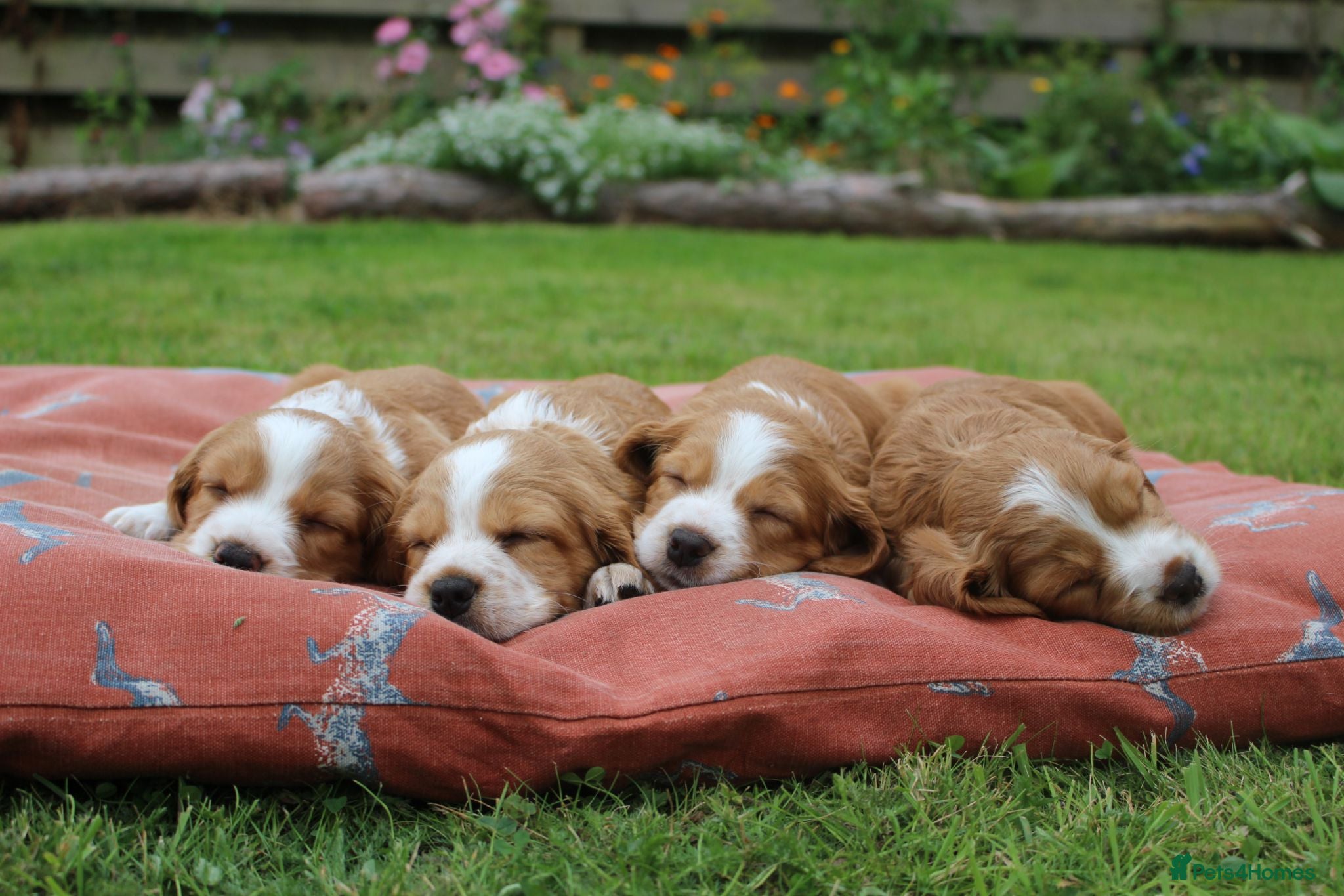 Cocker Spaniel dogs KC registered Working Cocker bitch pups - Advert 1
