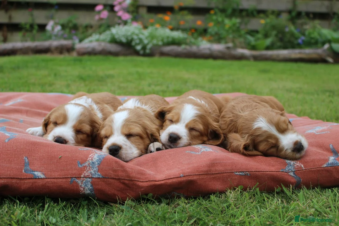 Cocker Spaniel dogs for sale: KC registered Working Cocker bitch pups - Advert 1