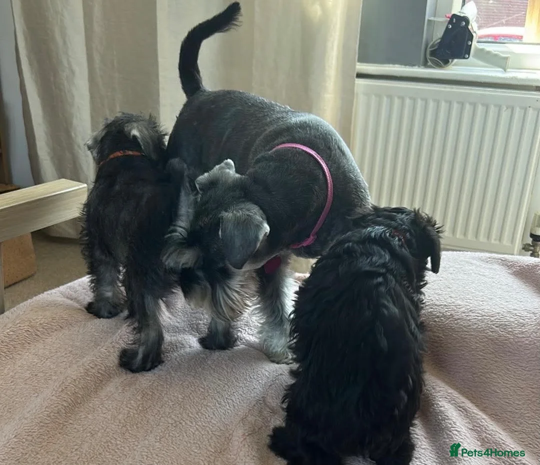 Miniature Schnauzer dogs for sale: ⭐️ AVAILABLE NOW ⭐️ - Advert 2