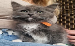 Ragdoll cats for sale: 6 CROSS RAGDOLL KITTENS WAITING FOR A LOVING HOME - Image 6
