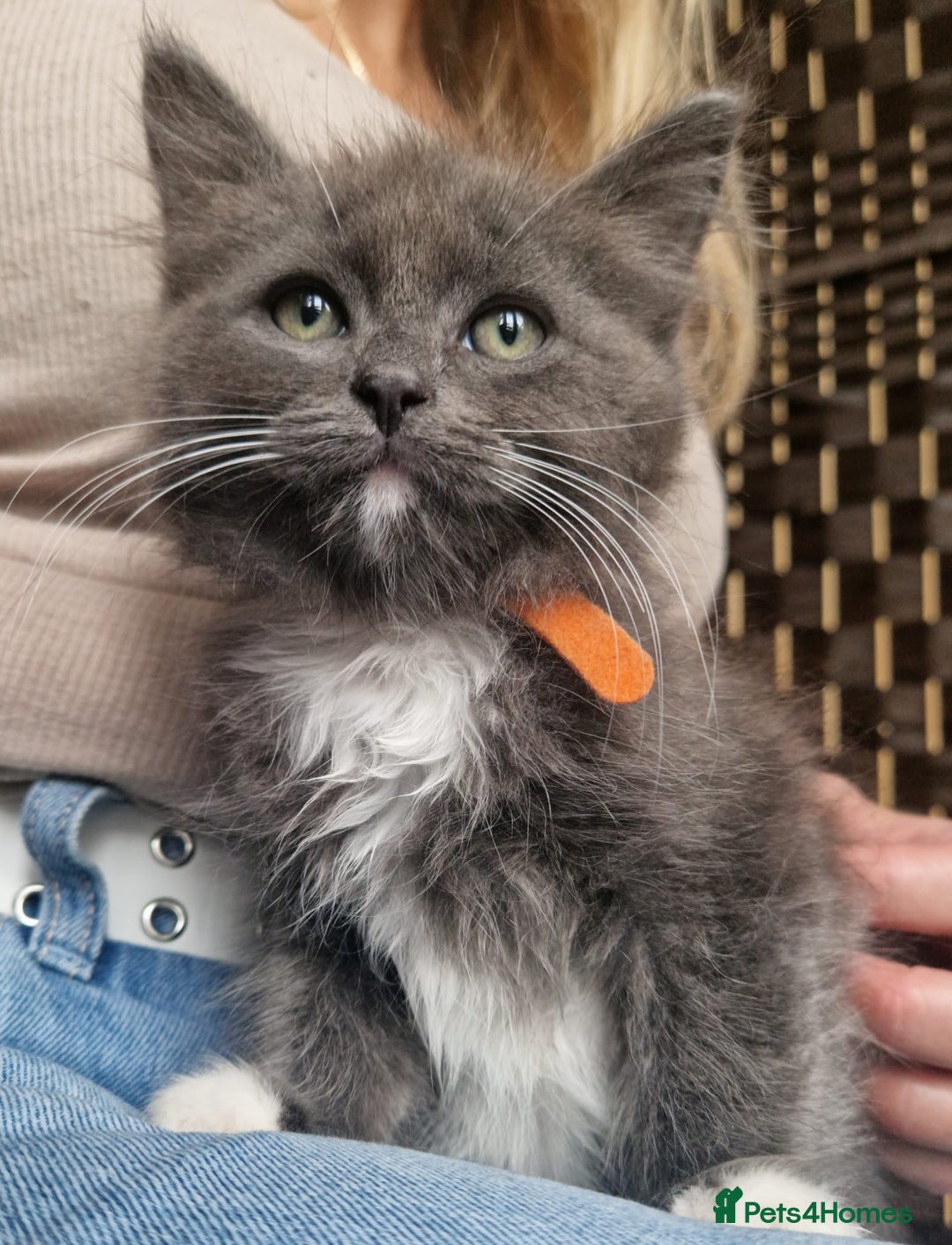 Ragdoll cats for sale: 6 CROSS RAGDOLL KITTENS WAITING FOR A LOVING HOME - Image 6