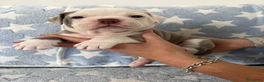 Boy - Yellow Collar 