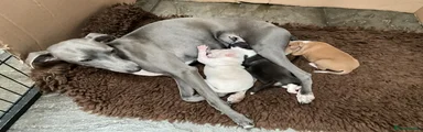 Italian Greyhound Puppy 3