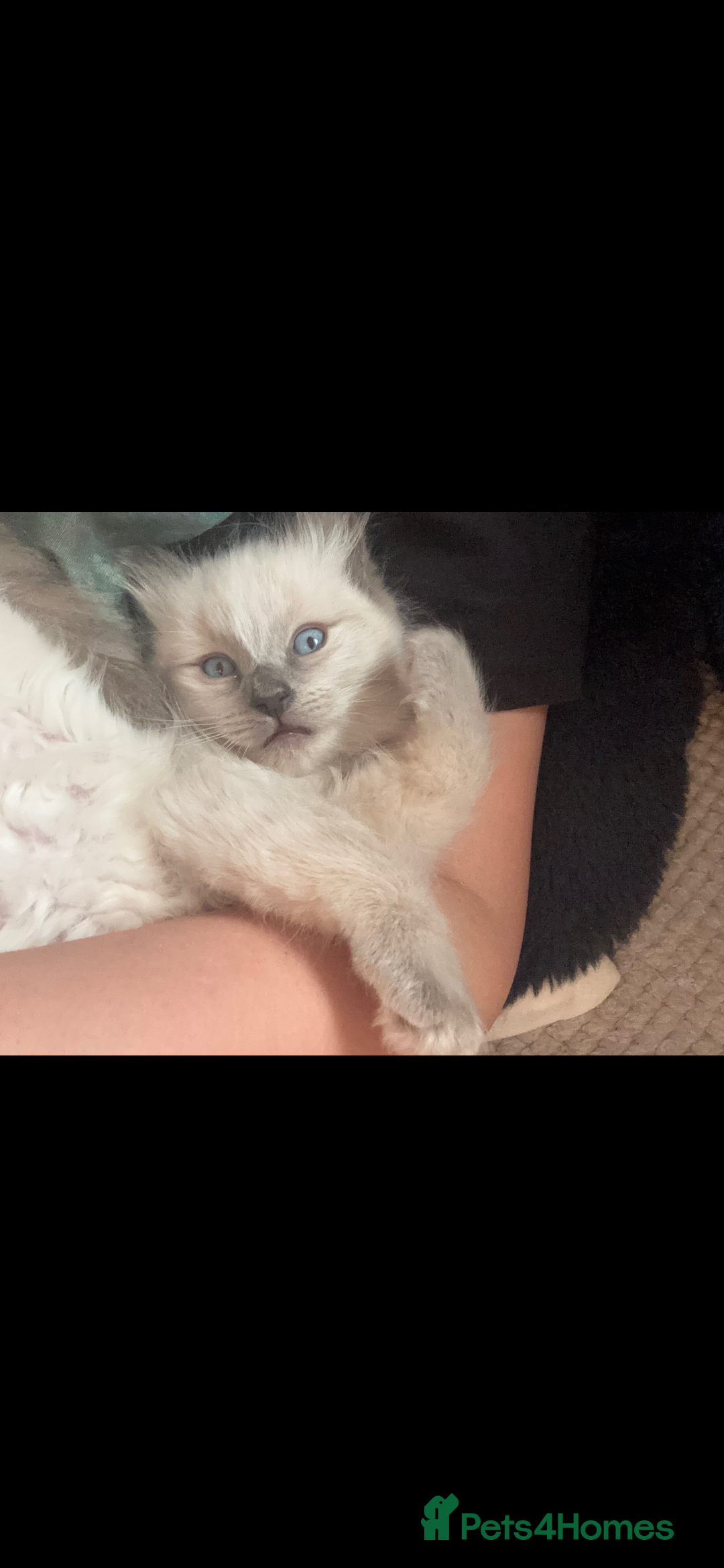 Ragdoll cats for sale: 3 gorgeous rag dolls ready to leave  - Image 9