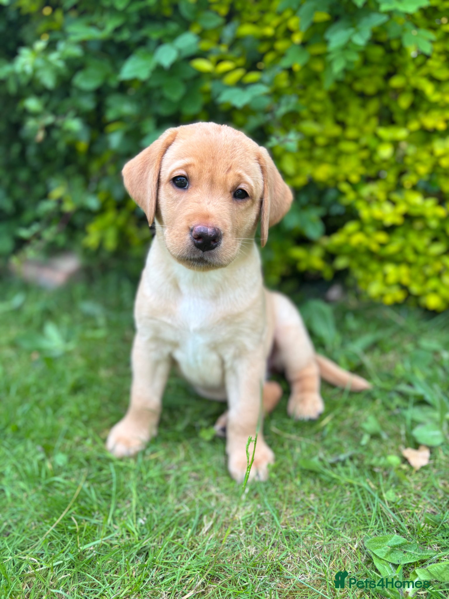 Labrador Retriever dogs KC Labrador Puppies | Working Lines - Advert 5