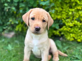 Labrador Retriever dogs KC Labrador Puppies | Working Lines - Advert 5