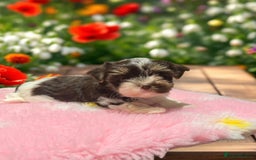 Biewer Terrier dogs for sale: Biewer and biro Yorkshire terrier puppies (reg)  - Image 1