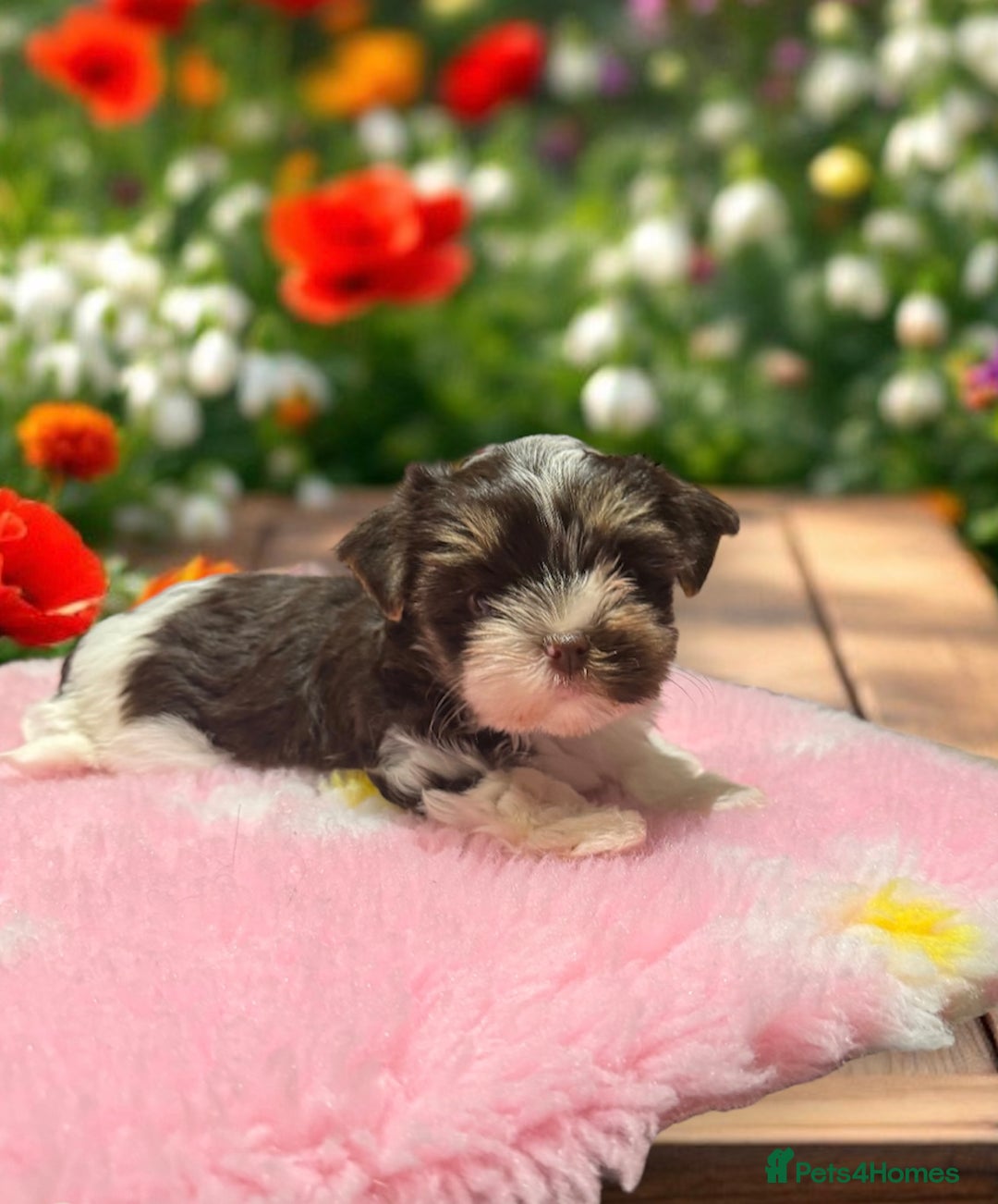Biewer Terrier dogs for sale: Biewer and biro Yorkshire terrier puppies (reg)  - Image 1