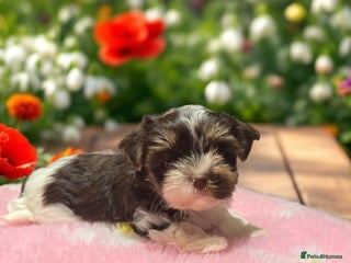 Biewer Terrier dogs - Advert 8