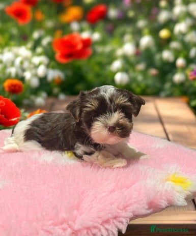 Biewer Terrier dogs - Advert 1