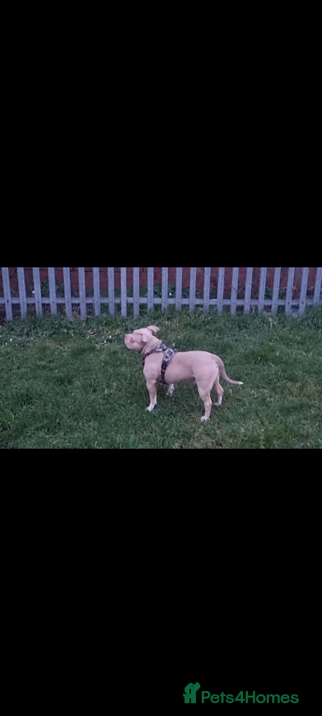 American Bully dogs for stud: Pocket bully  in Birmingham - Advert 4