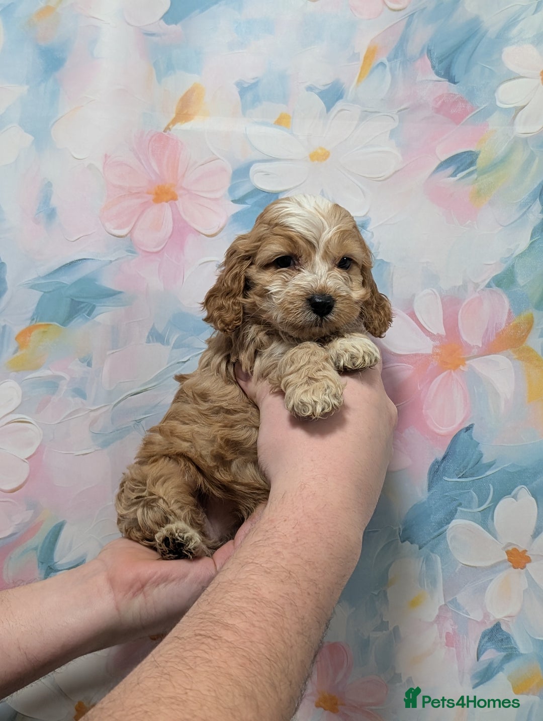 Cockapoo dogs for sale: Showtype F1 Cockapoos! Parents DNA Clear ✅ - Advert 10