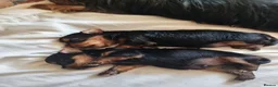 Yorkshire Terrier dogs for sale: Two beautiful yorkies boys  - Advert 14