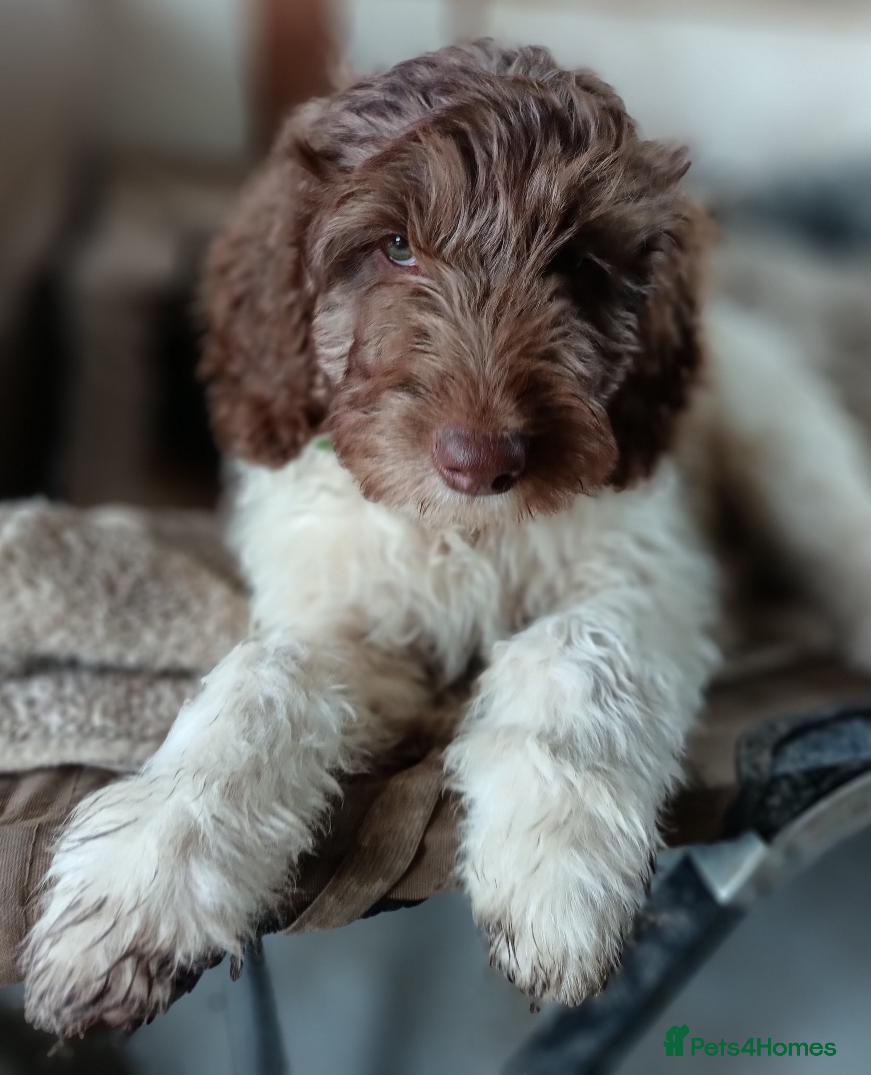 Labradoodle dogs 🐾🌈 Unique PhantomParti & Tuxedo Part trained🐾🌈 - Advert 1