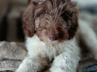 Labradoodle dogs 🐾🌈 Unique PhantomParti & Tuxedo Part trained🐾🌈 - Advert 1