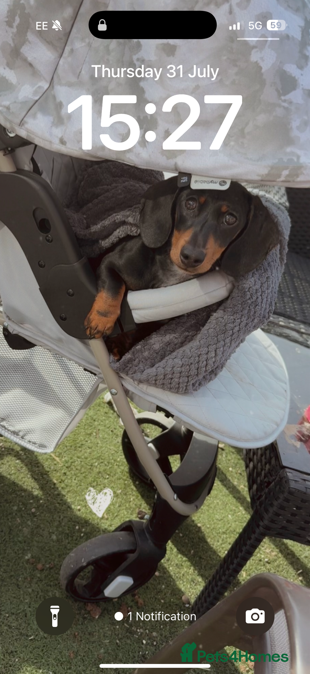 Dachshund dogs for sale: 2 dachshund needing a forever home   - Image 2