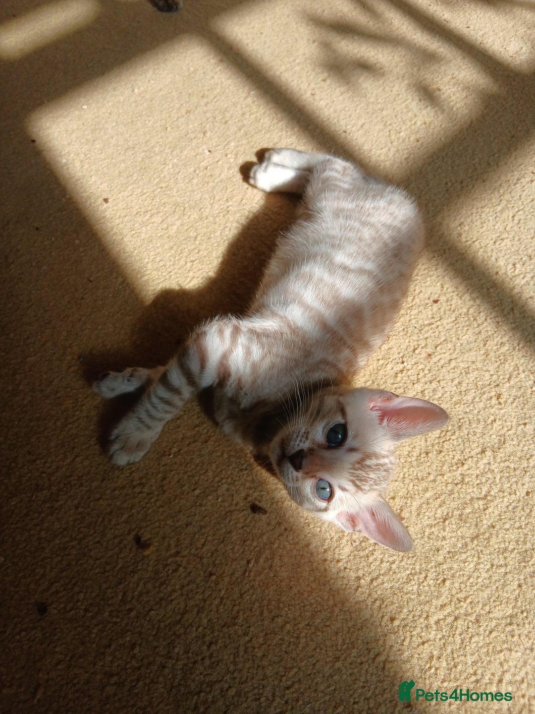 Bengal cats for sale: TICA Family-raised Bengal Kittens Vet Checked - Image 11