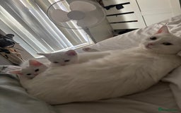 Turkish Angora cats for sale: ✨Adorable white kittens✨ - Image 6