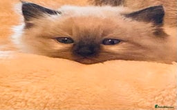 Ragdoll cats for sale: Gorgeous Ragdoll boy - Image 3