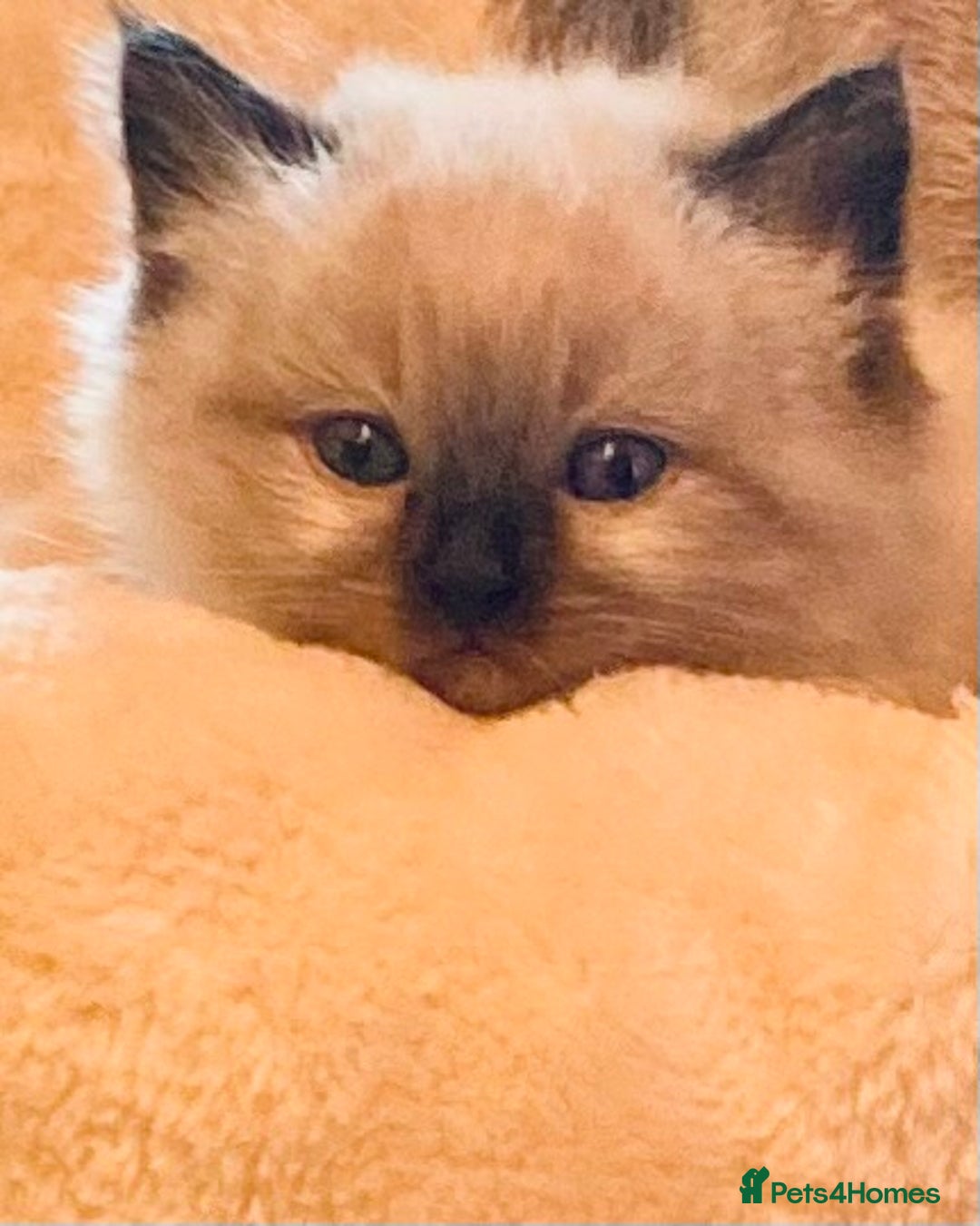 Ragdoll cats for sale: Gorgeous Ragdoll boy - Image 3