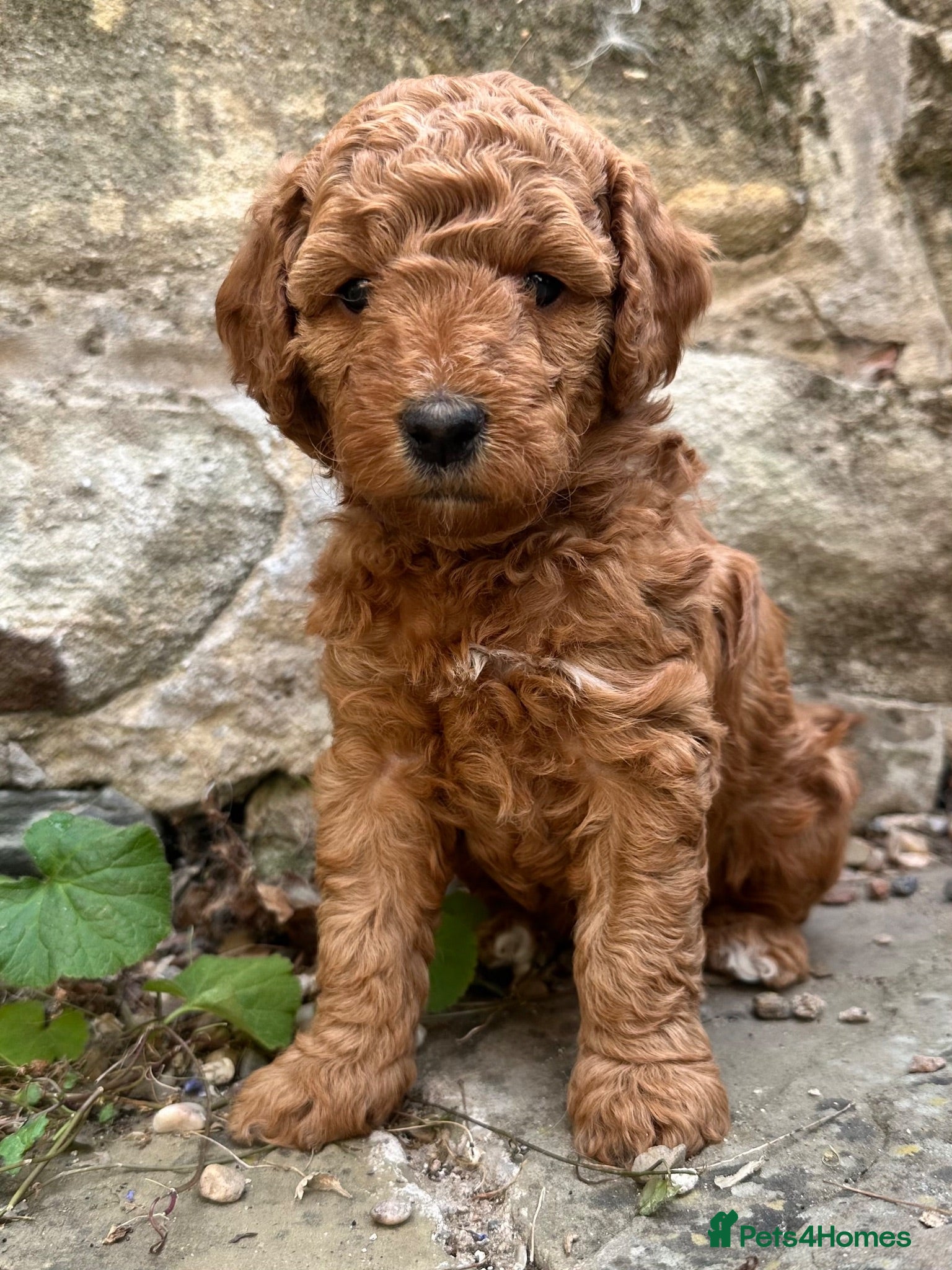 Mini Goldendoodle dogs Miniature Australian Double Doodles - Advert 1