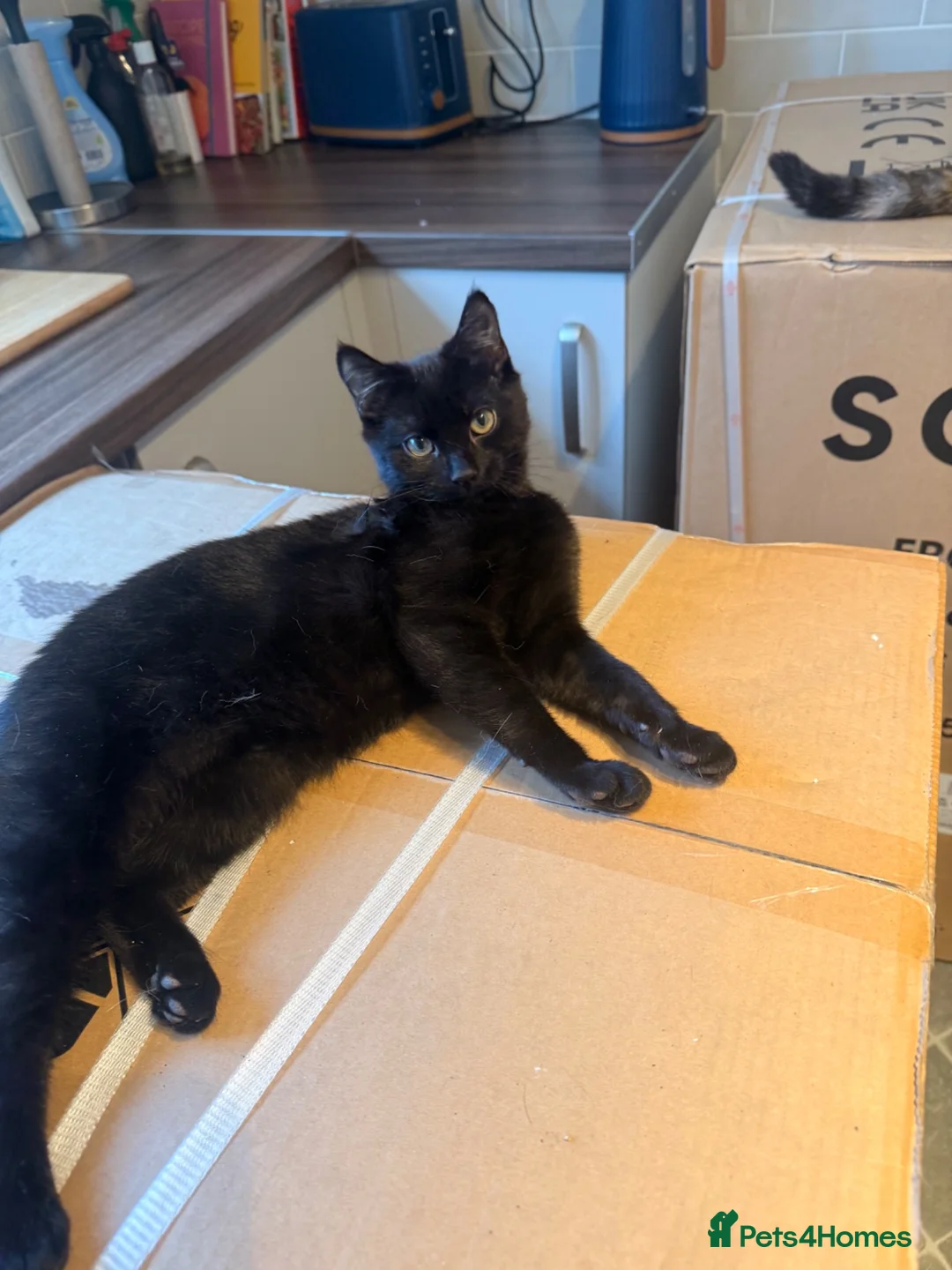Mixed Breed cats for adoption: Archie - Advert 5