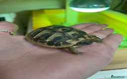 Hermann Tortoise reptiles for sale: Baby Hermann Tortoises 🐢🐢 - Image 4