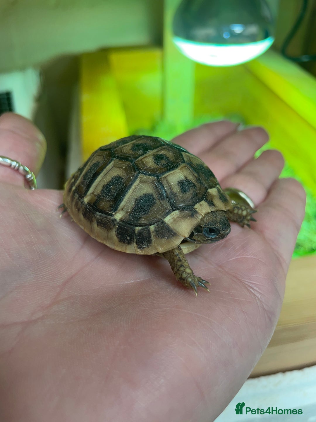 Hermann Tortoise reptiles for sale: Baby Hermann Tortoises 🐢🐢 - Image 4