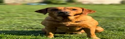 Labrador Retriever dogs for sale: Wonderful KC Litter Fox Red Labradors  - Advert 10