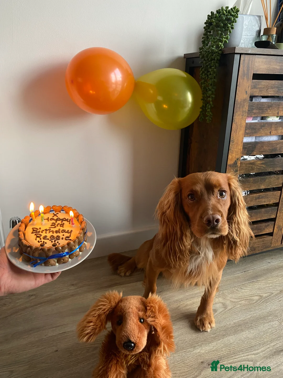 Cocker Spaniel dogs for stud: Gorgeous Red Cocker Spaniel Stud in Saint Austell - Advert 19