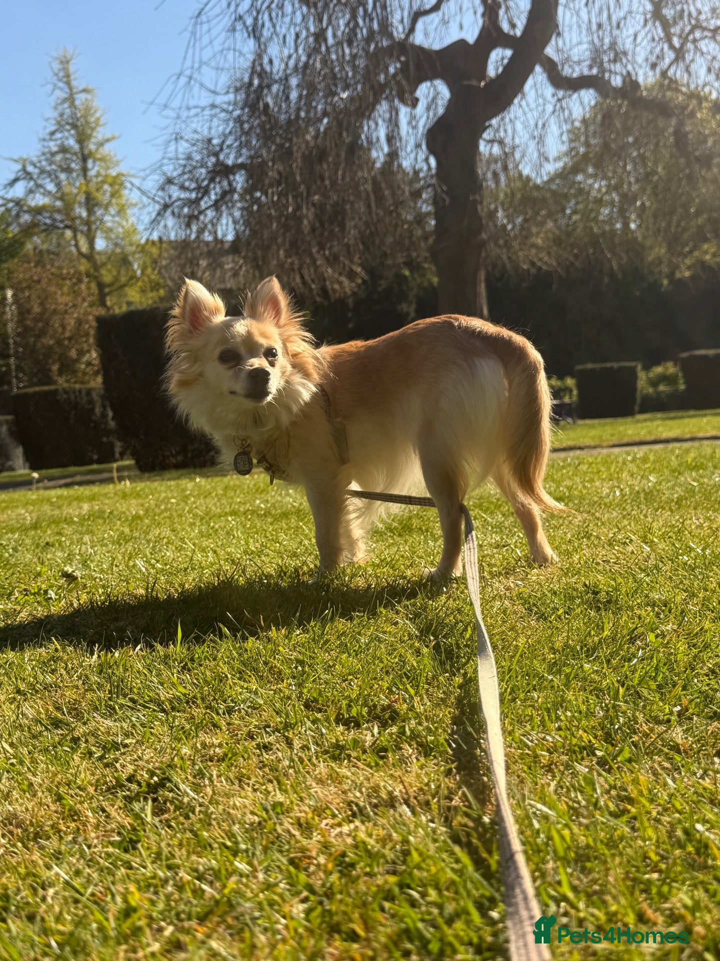 Pomeranian dogs Pomeranian puppies for sale - Advert 2