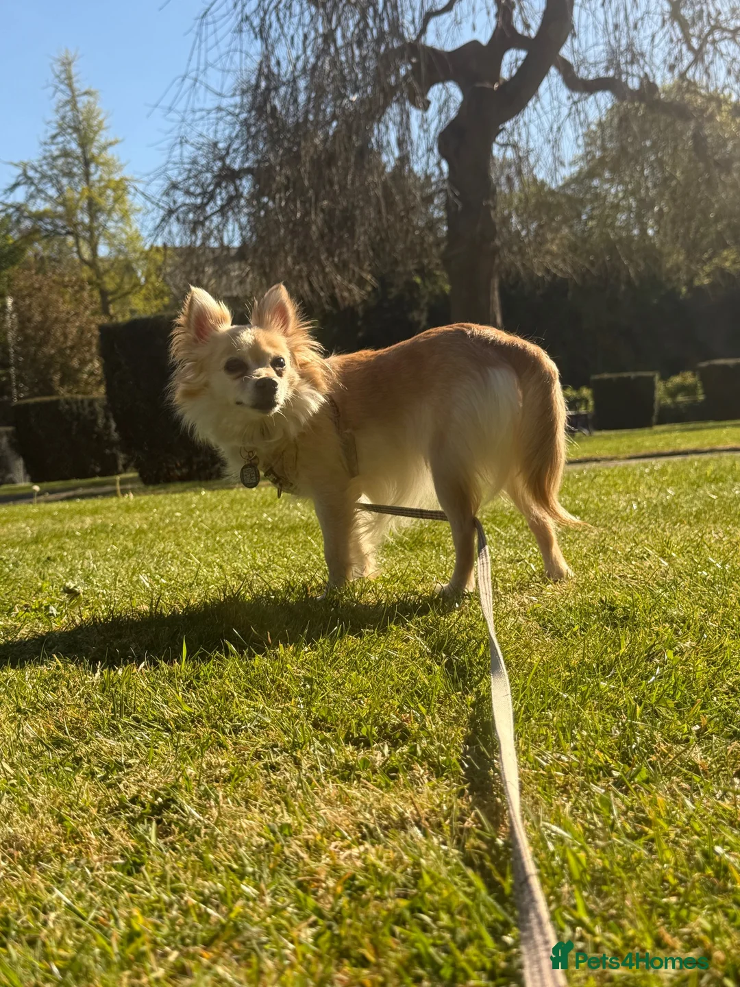 Pomeranian dogs for sale: Pomeranian puppies for sale - Advert 1
