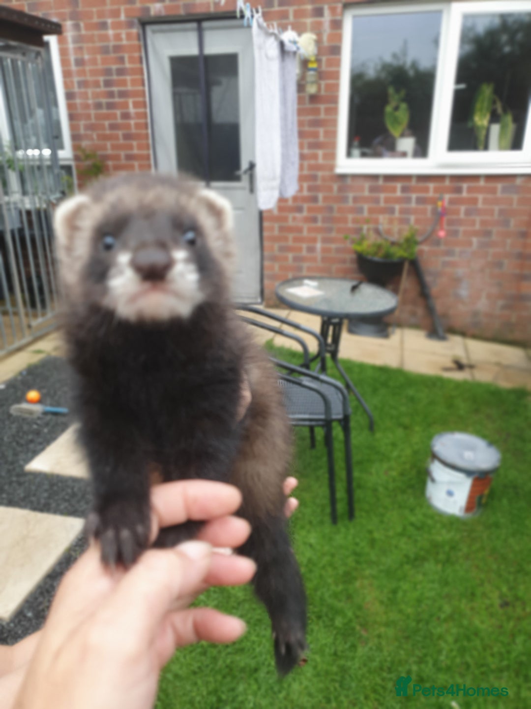 Ferret rodents for sale: Hob ferret  - Image 6