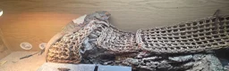 Bearded Dragon reptiles for sale: Thor adult bearded dragons with full viv set up in Cwmbran - Advert 1