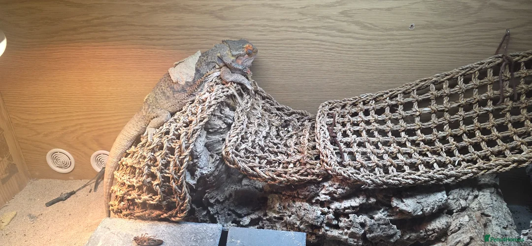 Bearded Dragon reptiles for sale: Thor adult bearded dragons with full viv set up in Cwmbran - Advert 1