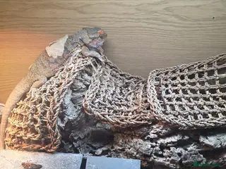 Bearded Dragon reptiles for sale: Thor adult bearded dragons with full viv set up - Advert 2