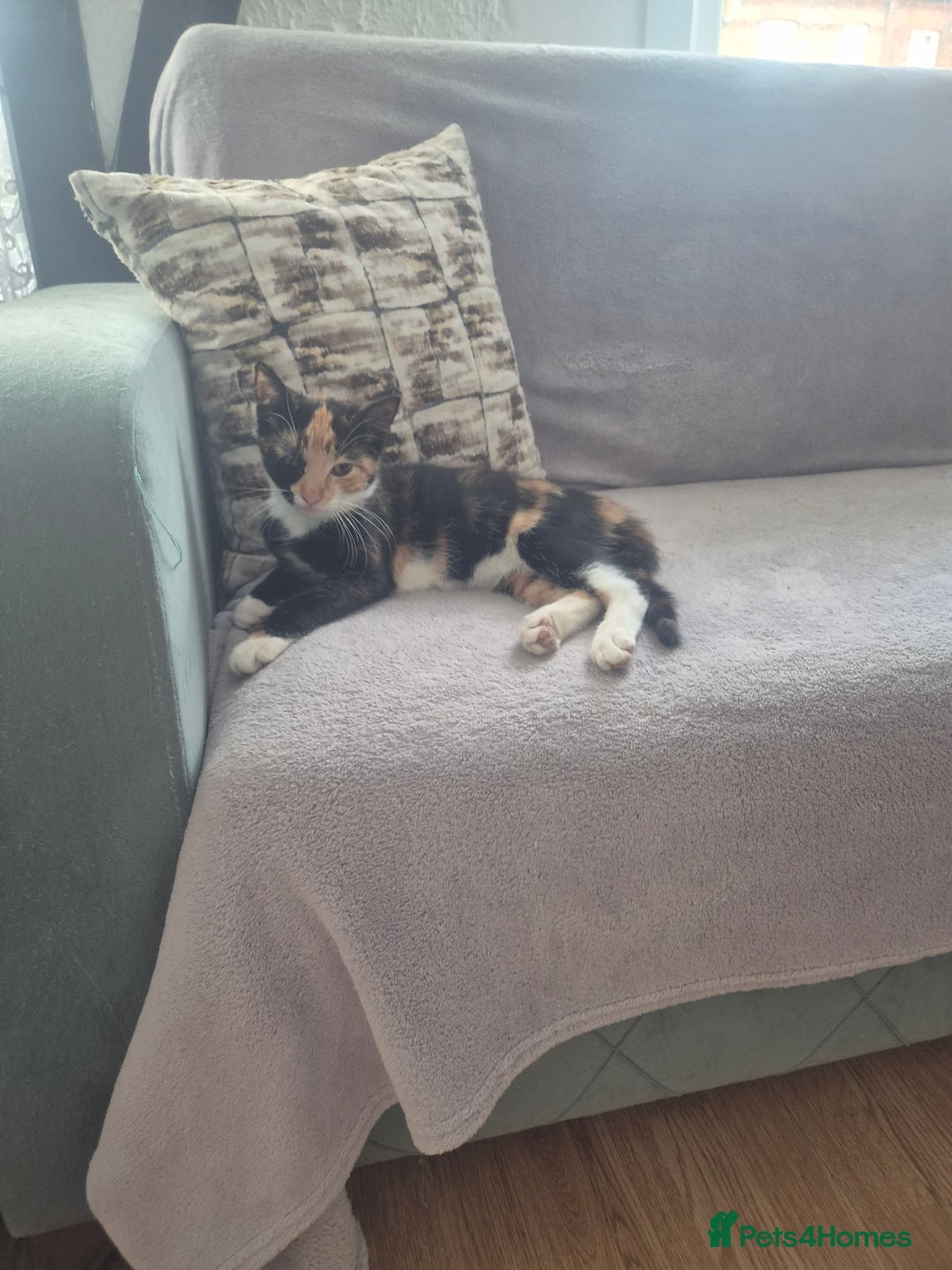 Domestic Shorthair cats for sale: Adopt a Kitten – Help Give Them a Loving Home - Image 2