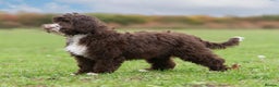 Australian Labradoodle dogs for stud: Australian Cobberdog Stud dog from Australia  - Advert 5