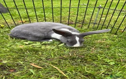 Rex rabbits for sale: Beautiful dwarf lop and mini rex babies  - Image 3