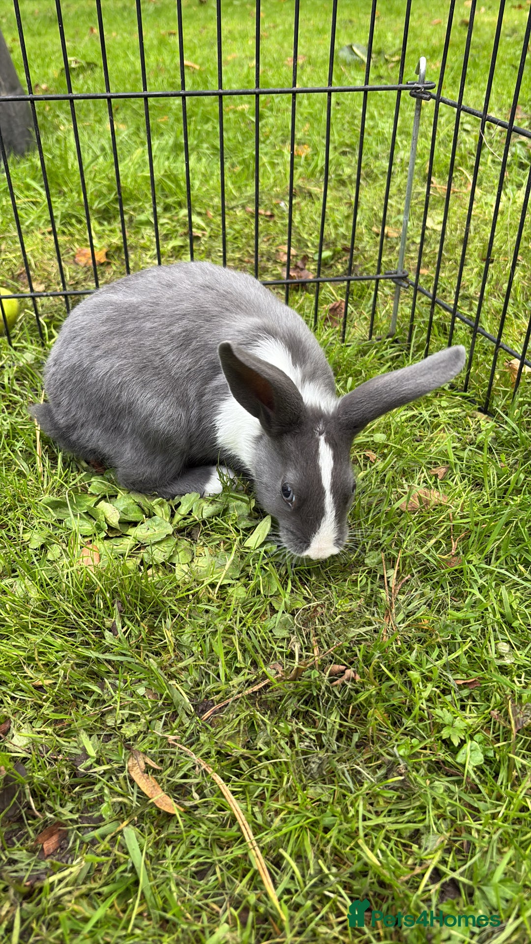 Rex rabbits for sale: Beautiful dwarf lop and mini rex babies  - Image 3