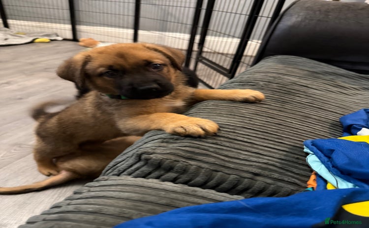 Mixed Breed dogs in Sheerness - Advert 2