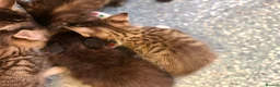 Mixed Breed cats for sale: 5 beautiful kitten ready to leave 25/7 - Advert 16