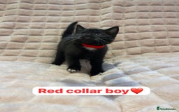 British Shorthair cats for sale: 7 stunning British shorthair cross kittens🩷🩵 - Image 21