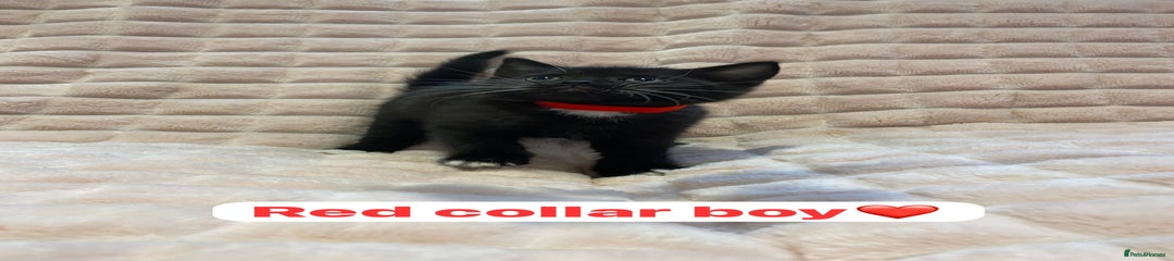 Red collar - Boy