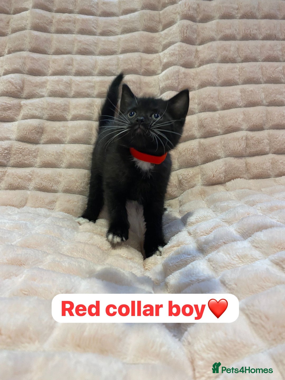 British Shorthair cats for sale: 7 stunning British shorthair cross kittens🩷🩵 - Image 21