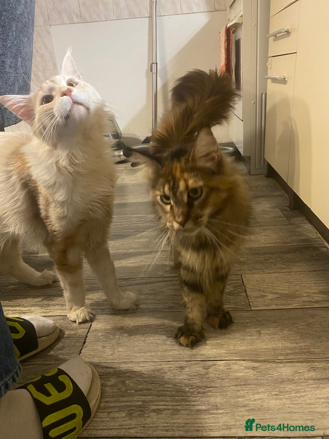 Maine Coon cats for sale: 3 Maine Coon kittens  - Advert 10