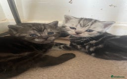 British Shorthair cats for sale: Pedigree British shorthair kittens for sale  - Image 7