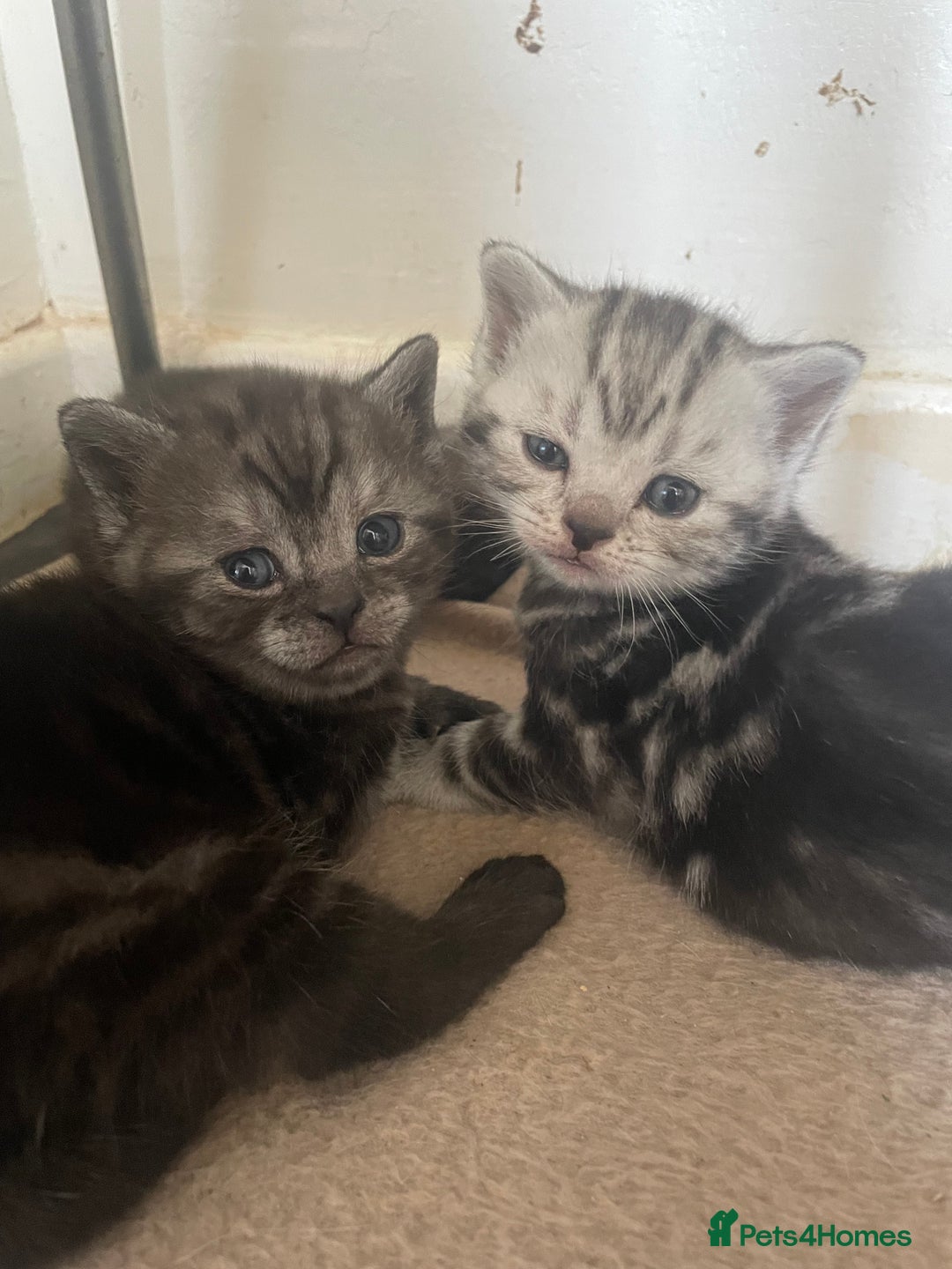 British Shorthair cats for sale: Pedigree British shorthair kittens for sale  - Image 7