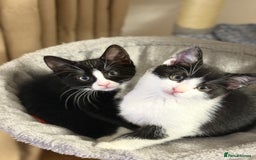 Domestic Shorthair cats for sale:  Beautiful Kittens Ready for Their Forever Homes.  - Image 1