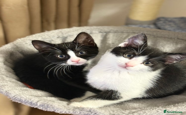 Domestic Shorthair cats - Advert 6